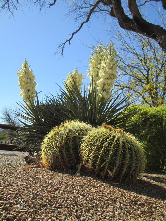 Tubac Country Inn ภายนอก รูปภาพ